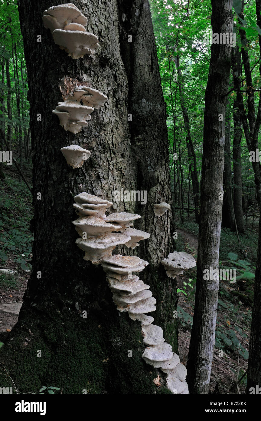 Staffa bianca ripiano fungo funghi corpi fruttiferi che crescono lungo il tronco di albero Basidiomycota vicino raggruppamento planare ganoderma Foto Stock