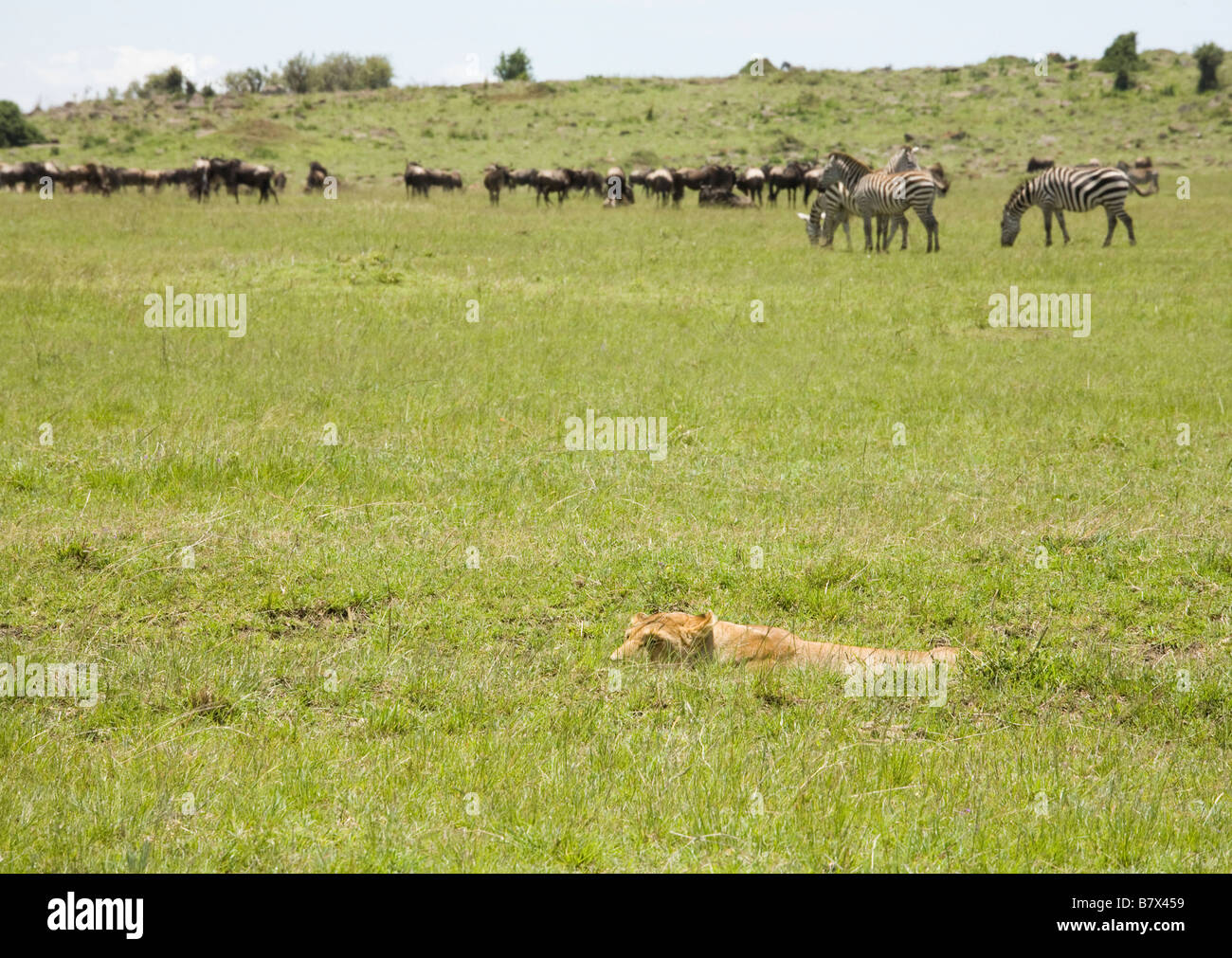 Leonessa in attesa per il momento di attaccare la sua preda del Masai Mara in Kenya Foto Stock