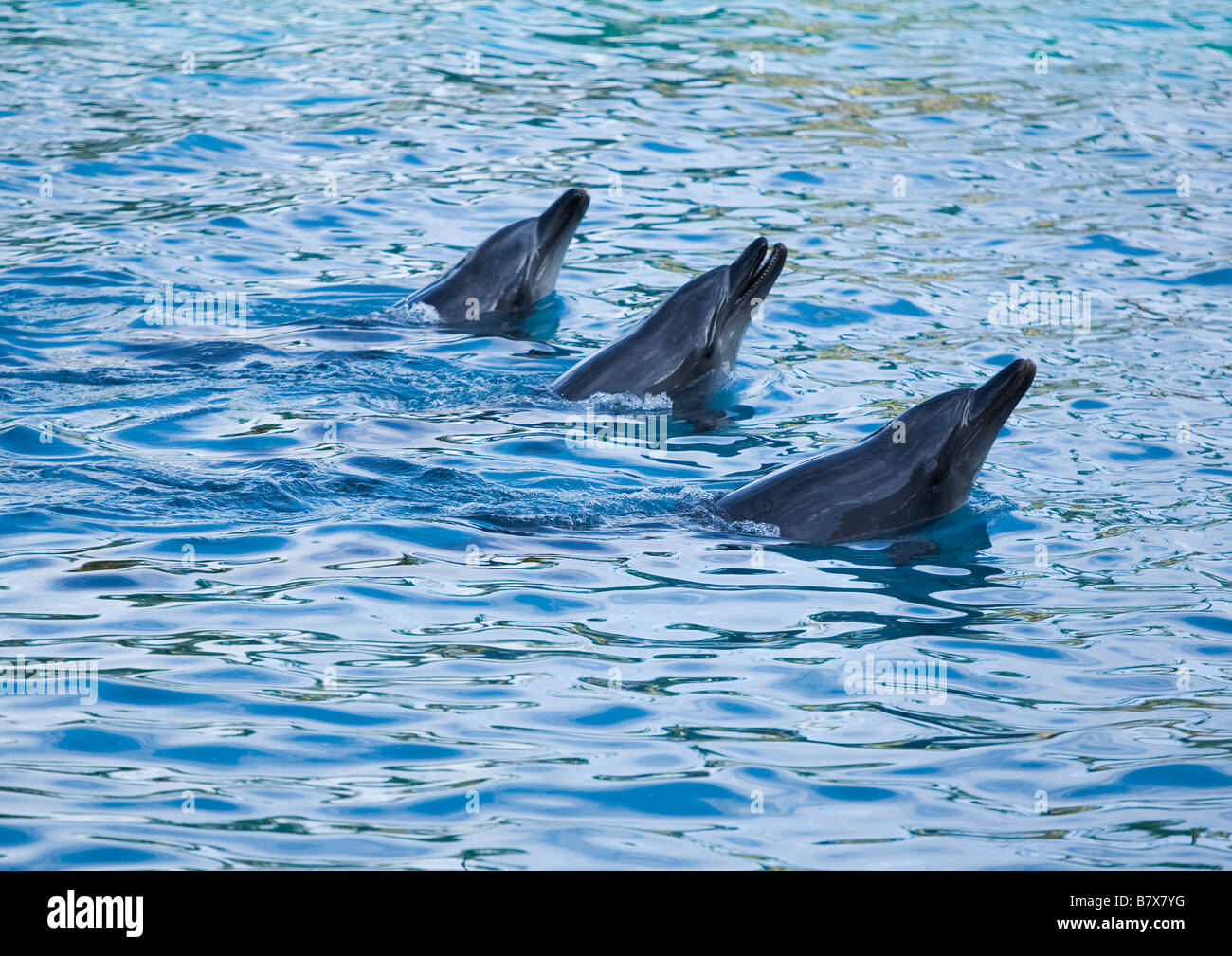 Tre i delfini nuotare insieme Foto Stock
