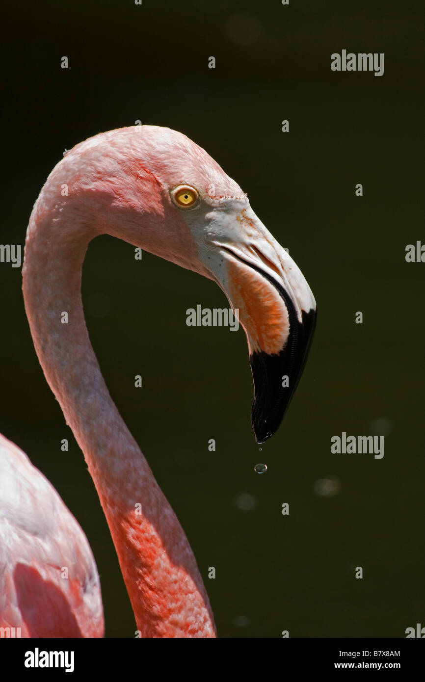 American fenicottero maggiore (Phoenicopterus ruber), Florida, Stati Uniti d'America Foto Stock