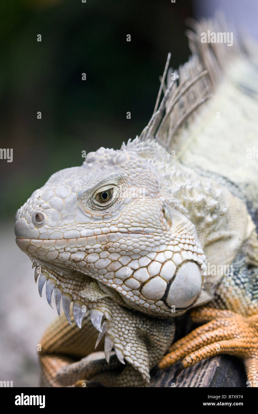 Grande maschio adulto verde (Iguana Iguana iguana) Foto Stock