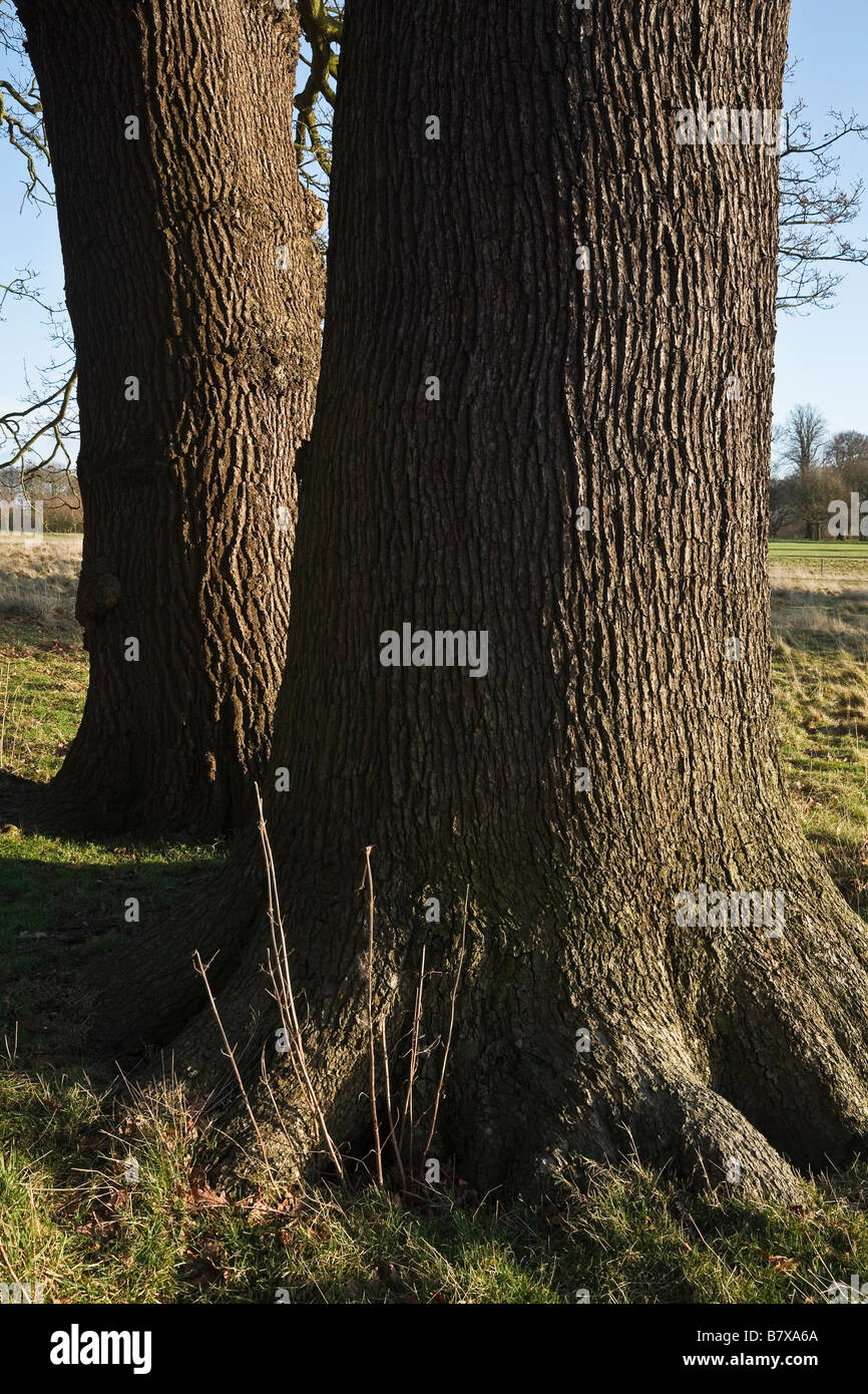 Alberi di quercia in Kedleston Park, Derbyshire, Inghilterra Foto Stock