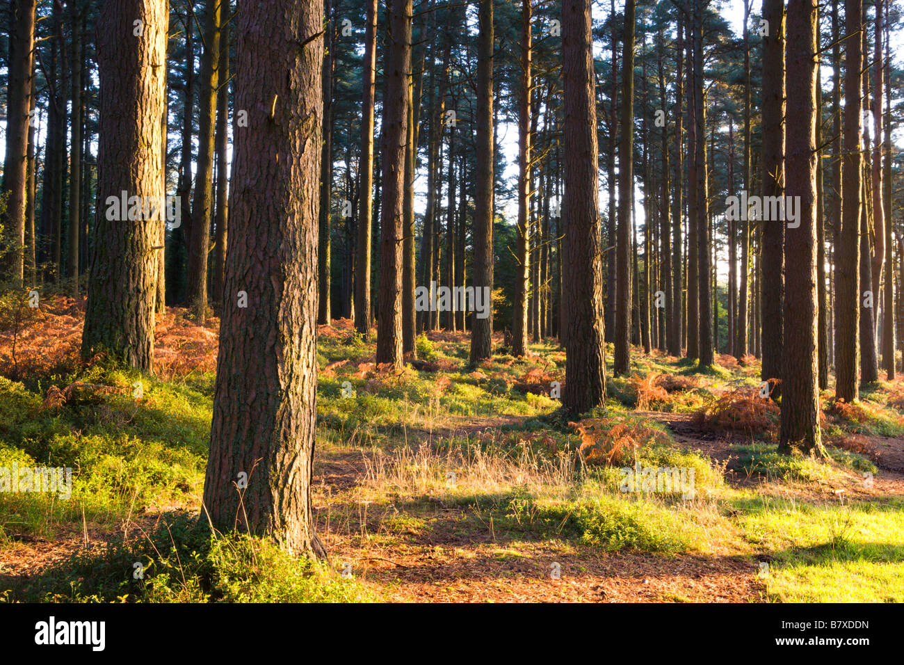 Alberi di pino nei pressi di Webber's Post illuminato da inizio autunno la luce del sole Parco Nazionale di Exmoor Somerset Inghilterra Foto Stock