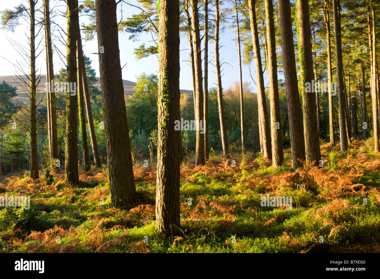 Alberi di pino nei pressi di Webber's Post illuminato da inizio autunno la luce del sole Parco Nazionale di Exmoor Somerset Inghilterra Foto Stock