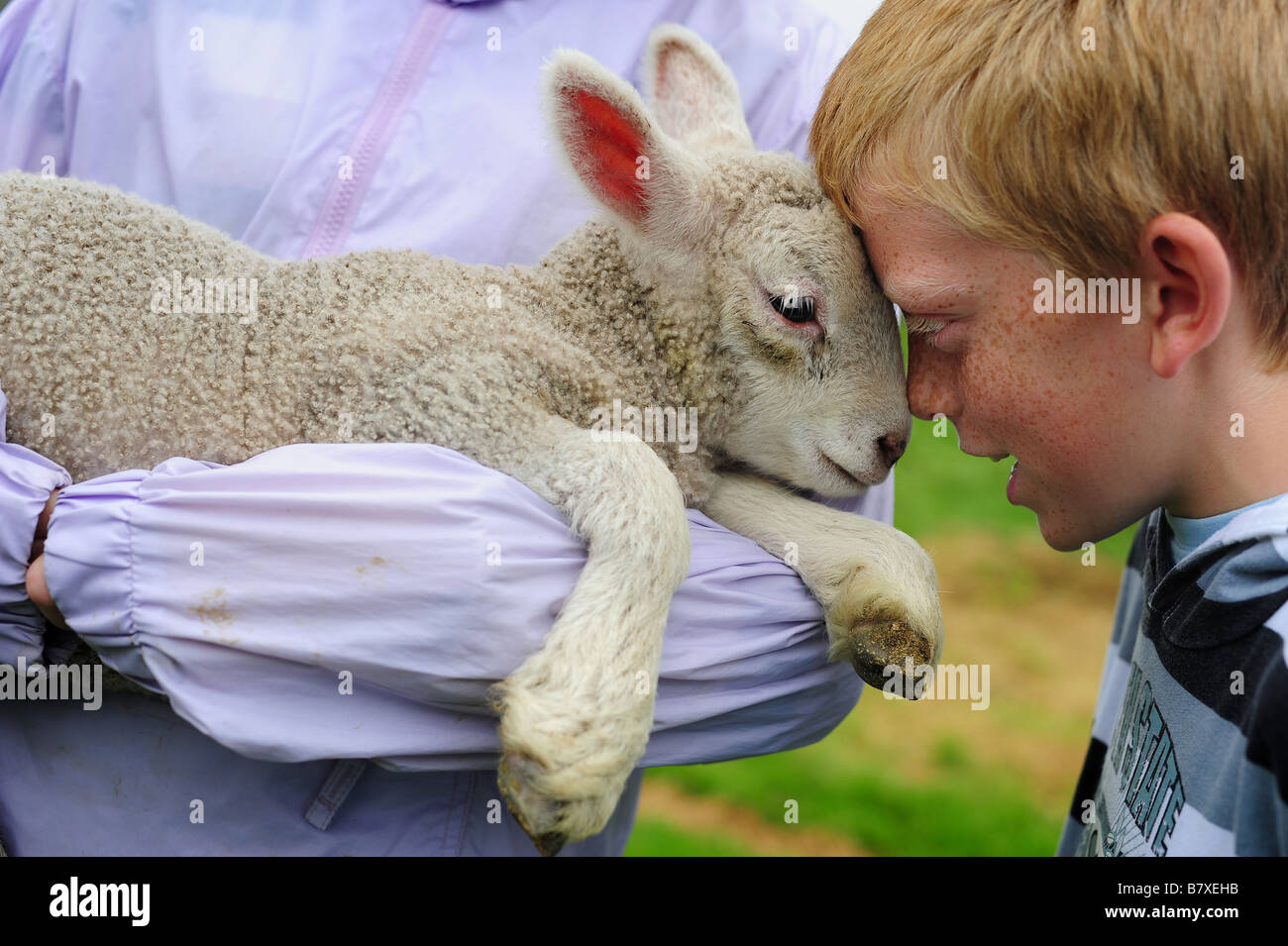Un giovane ragazzo in testa a testa e guardando un giovane agnello su una gita scolastica a una fattoria di lavoro Foto Stock