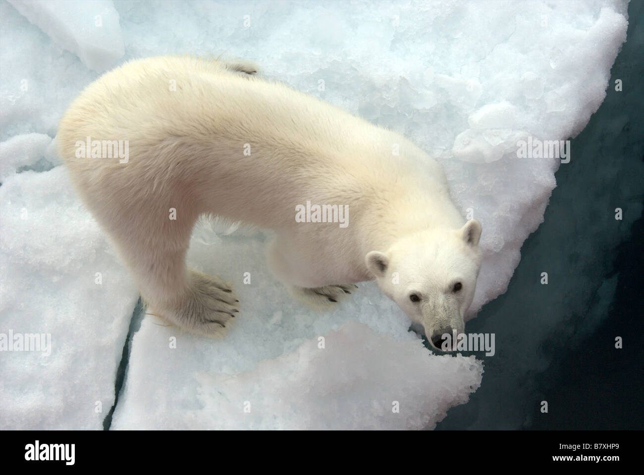 "Cerca" un giovane affamato Orso Polare si avvicina ad una nave per il pacco polare di ghiaccio, Spitsbergen Foto Stock