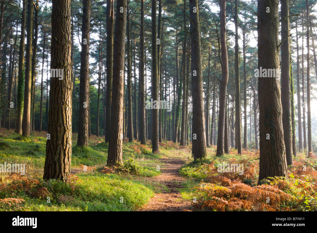 Il sentiero conduce attraverso boschi di pino in autunno del Parco Nazionale di Exmoor Somerset Inghilterra Foto Stock
