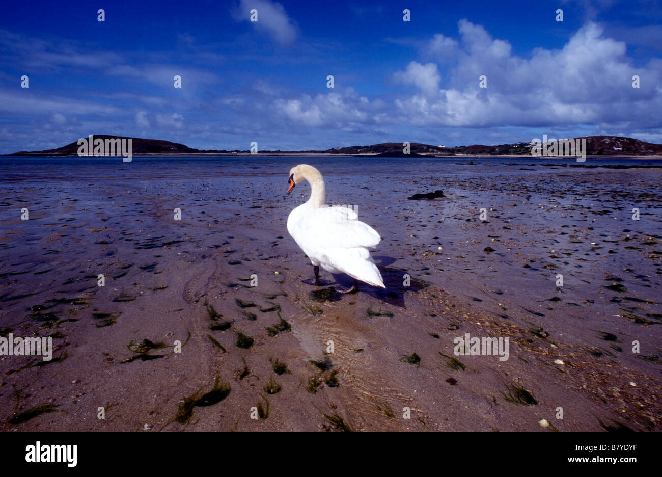 Cigno pagaie in bassa marea a Appletree Bay Tresco Isole Scilly Cornwall Regno Unito Foto Stock