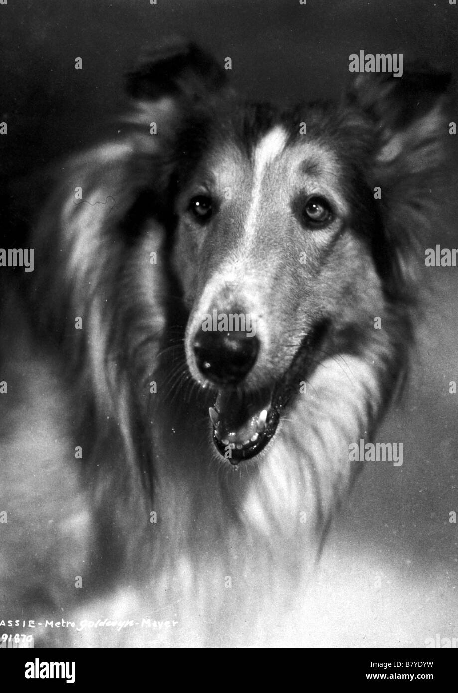 Lassie Lassie Lassie Anno: chien cane - Foto Stock