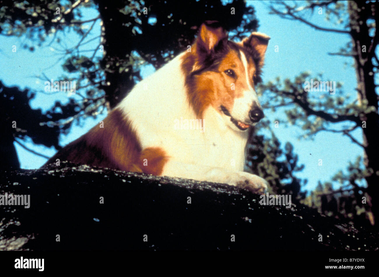 Lassie Lassie Lassie Anno: chien cane - Foto Stock