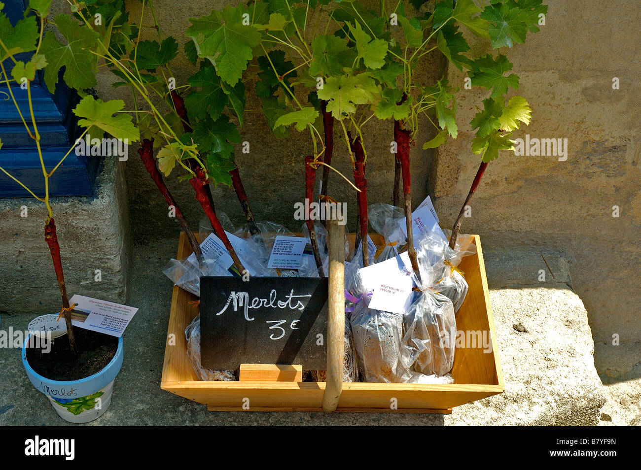 Viti giovani in vendita Saint-Émilion, Bordeaux Francia Foto Stock