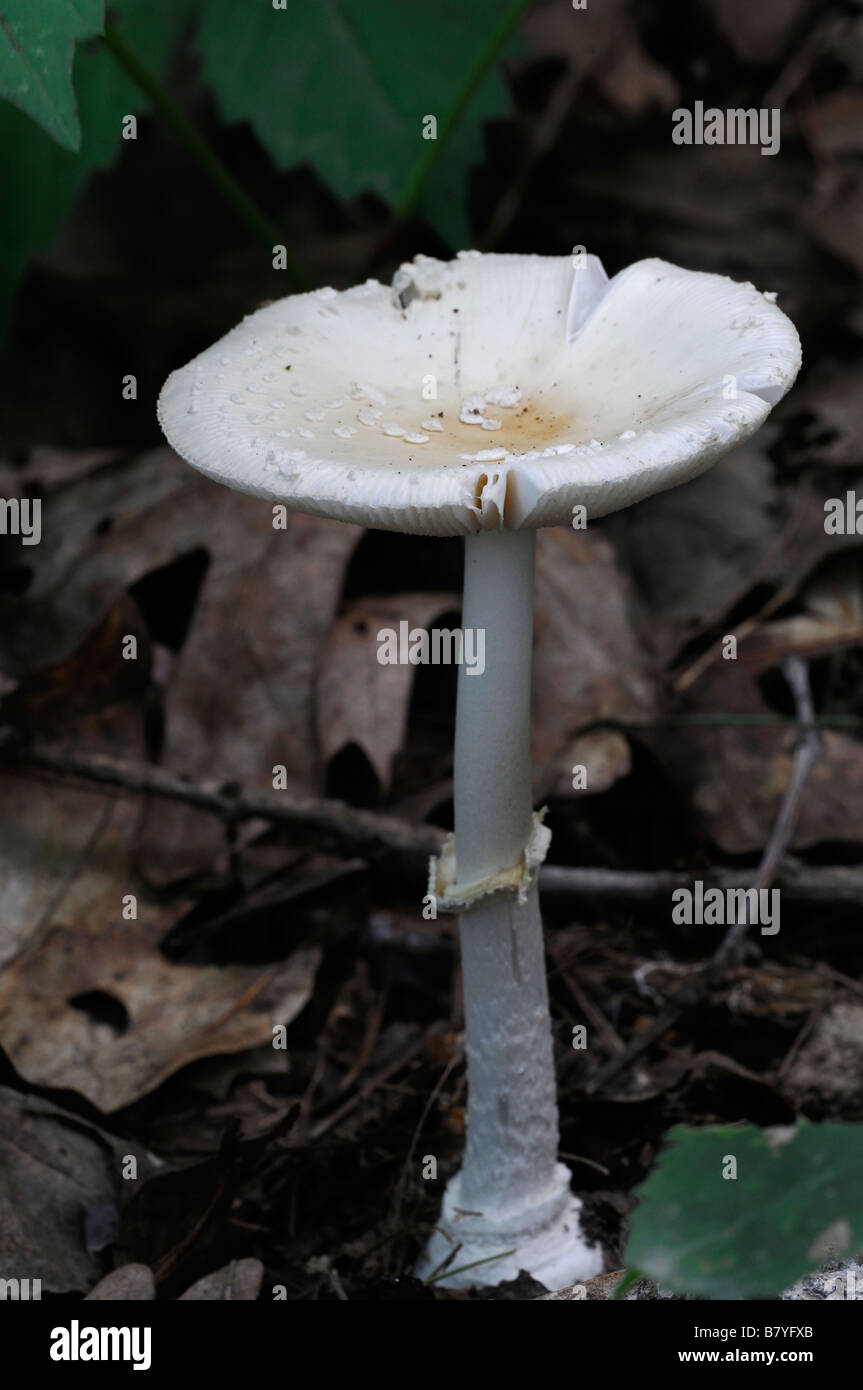 Amanita Sp var veleno velenosi tossici fungo bianco fungo close up dettaglio immangiabile pericolo pericoloso Foto Stock