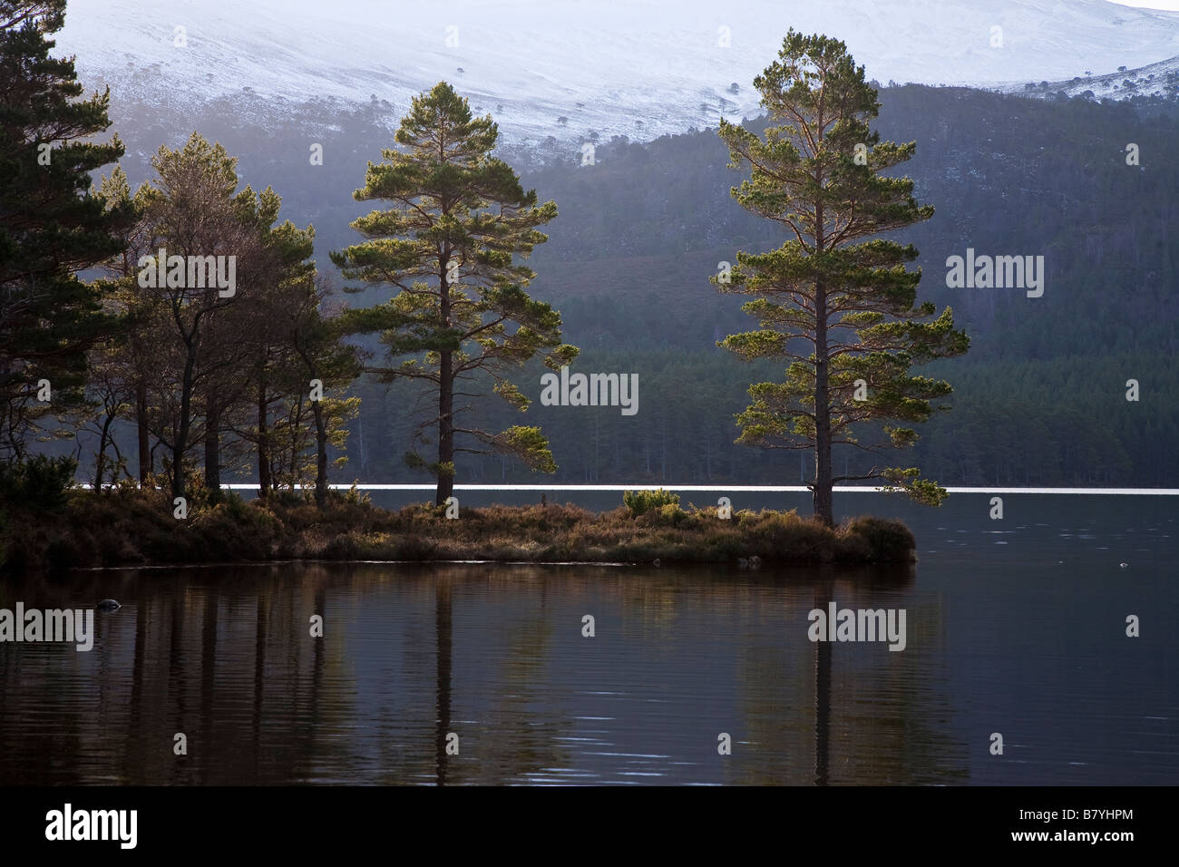 Gli alberi di pino, Loch un Eilein, Rothiemurchus, Scozia Foto Stock