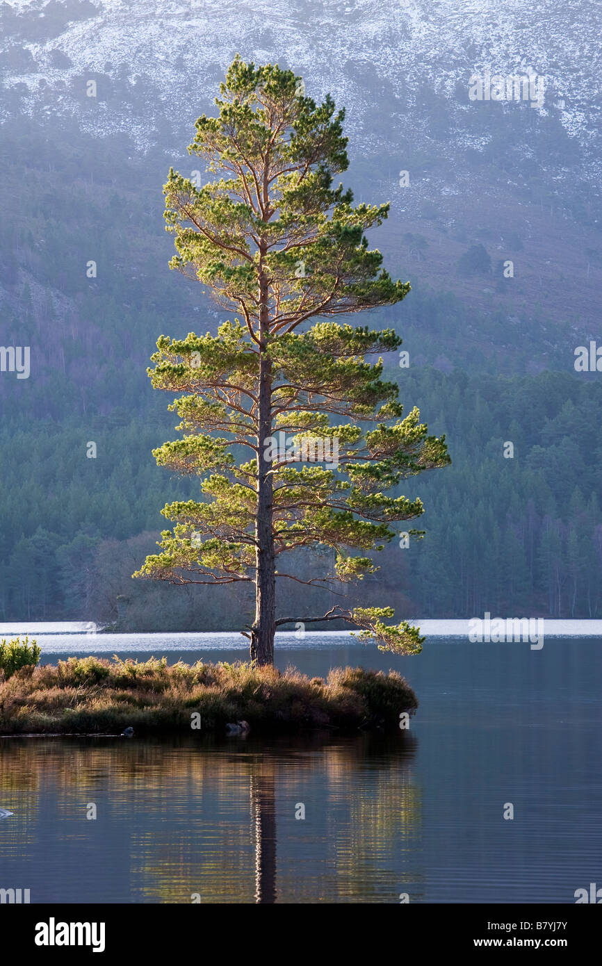Unico albero di pino, Loch un Eilein, Rothiemurchus, Scozia Foto Stock