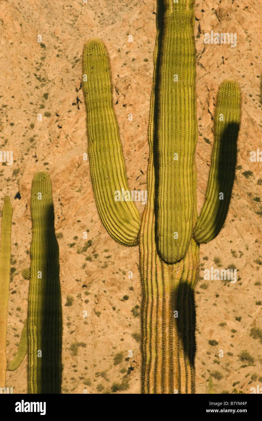 Cactus Saguaro (Carnegiea gigantea) Tinajas altas montagna, Dawn, Barry Goldwater Air Force Range, Arizona Foto Stock