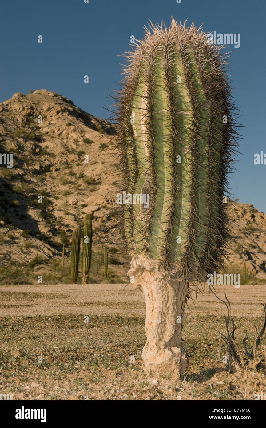 Cactus Saguaro (Carnegiea gigantea) Base di giovani mangiato da Jackrabbits (o tartarughe del deserto) Tinajas Altas gamma, Arizona Foto Stock