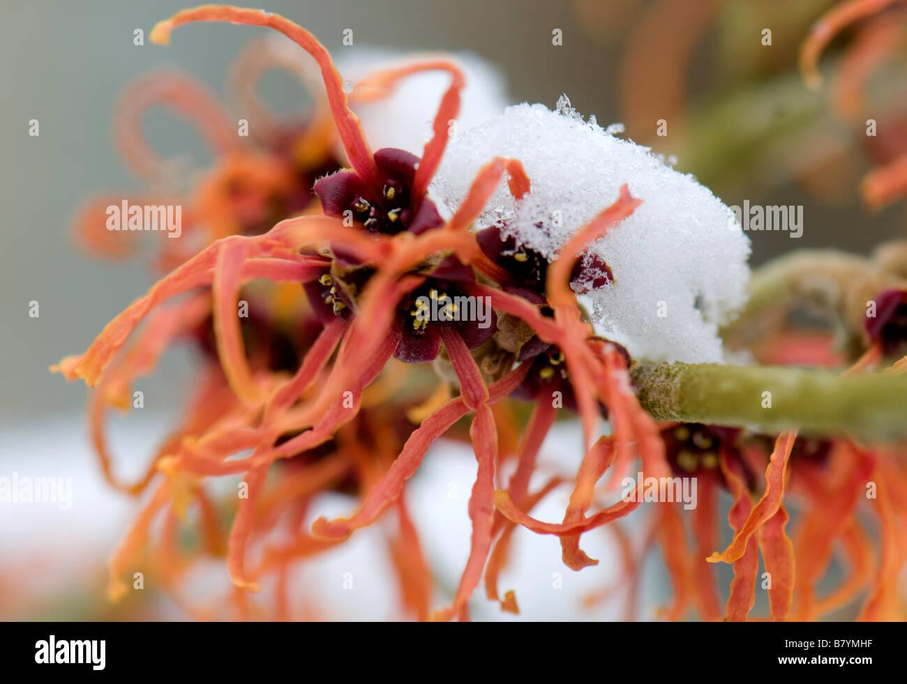 Close up di Hamamelis x intermedia Jelena in fiore ricoperta di neve Foto Stock
