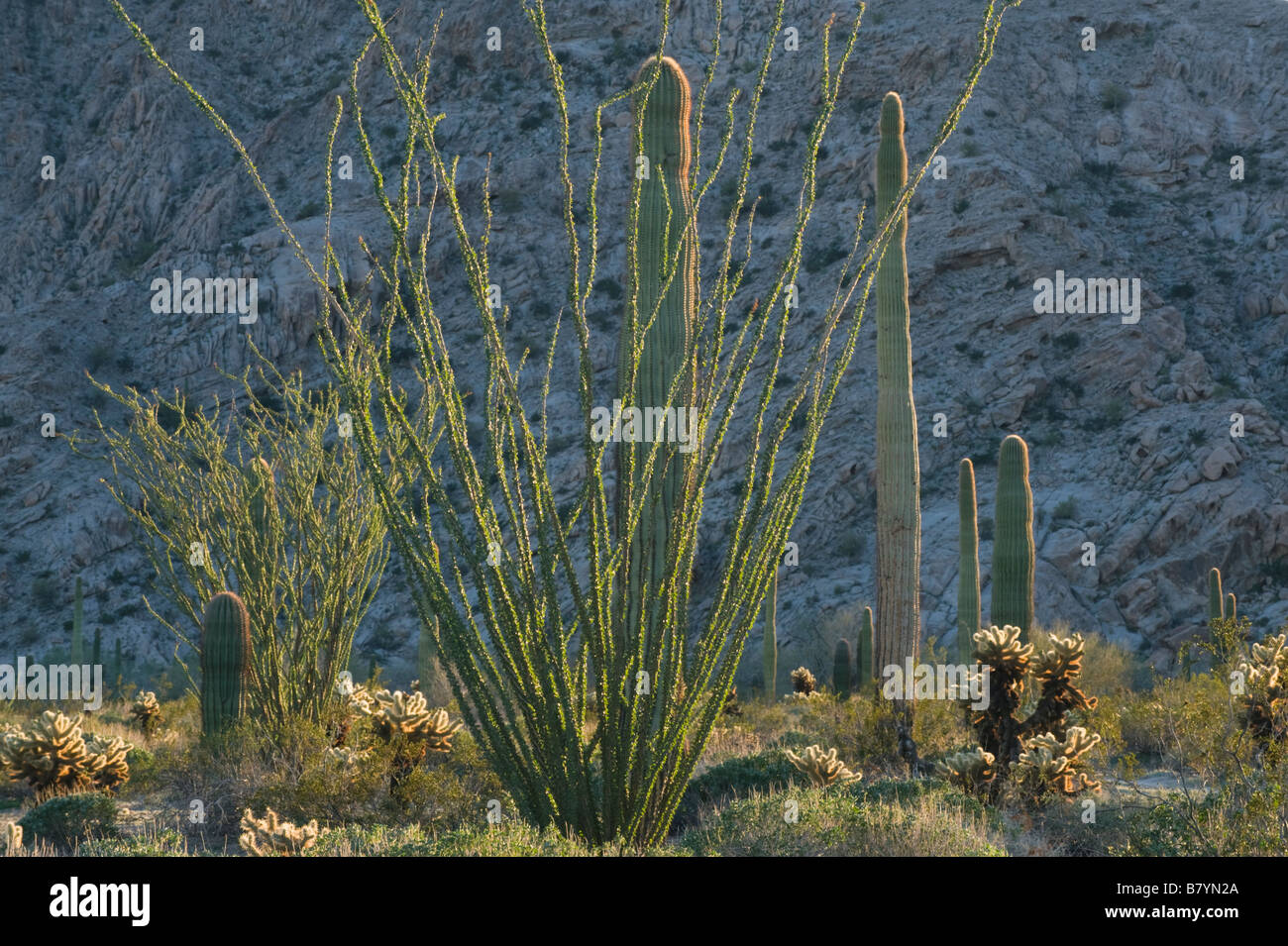 Le piante del deserto, (Ocotillo, Saguaro, Cholla Cactus) Tinajas altas montagna, Barry Goldwater Air Force Range, Arizona Foto Stock