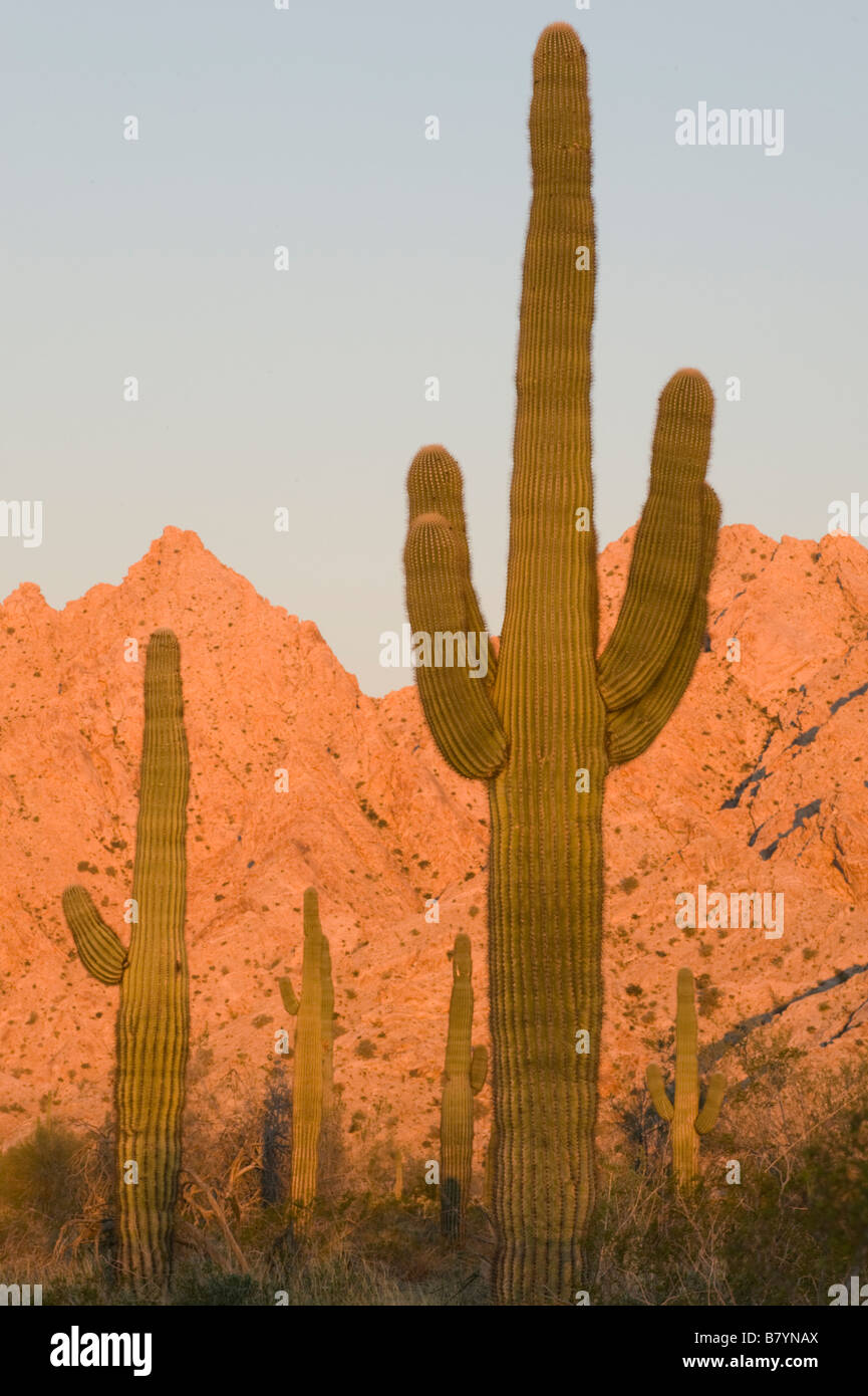 Cactus Saguaro (Carnegiea gigantea) Tinajas altas montagna, Dawn, Barry Goldwater Air Force Range, Arizona Foto Stock