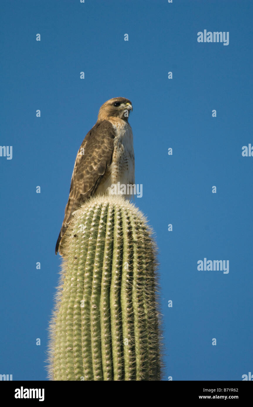 Red-tailed Hawk (Buteo jamaicensis) su cactus Saguaro, organo a canne monumento nazionale, Arizona Foto Stock