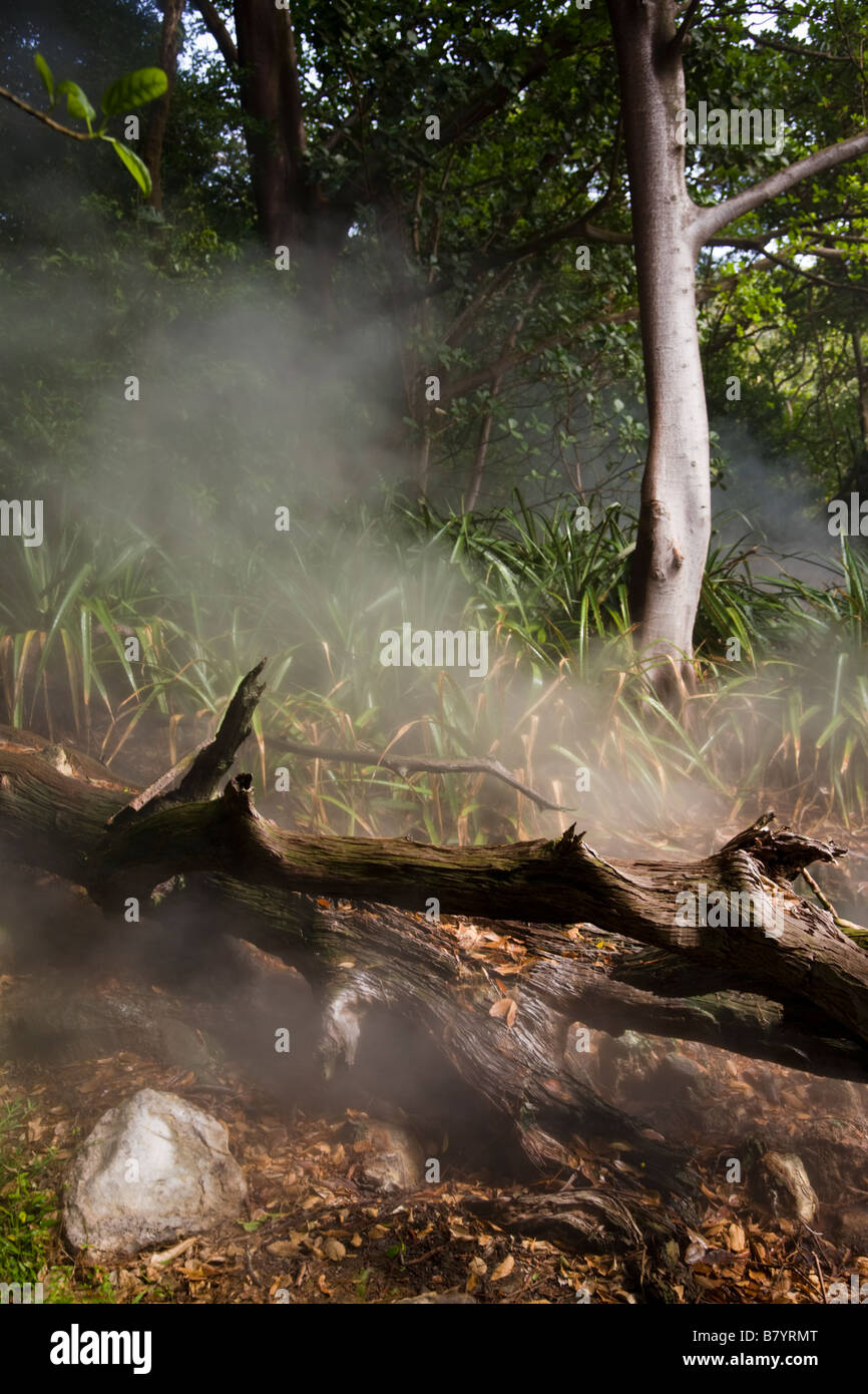 Il vapore e i gas salire dal vapore vulcanico sfiati o fumarole nella foresta a Rincon de la Vieja National Park in provincia di Guanacaste in Costa Rica. Foto Stock