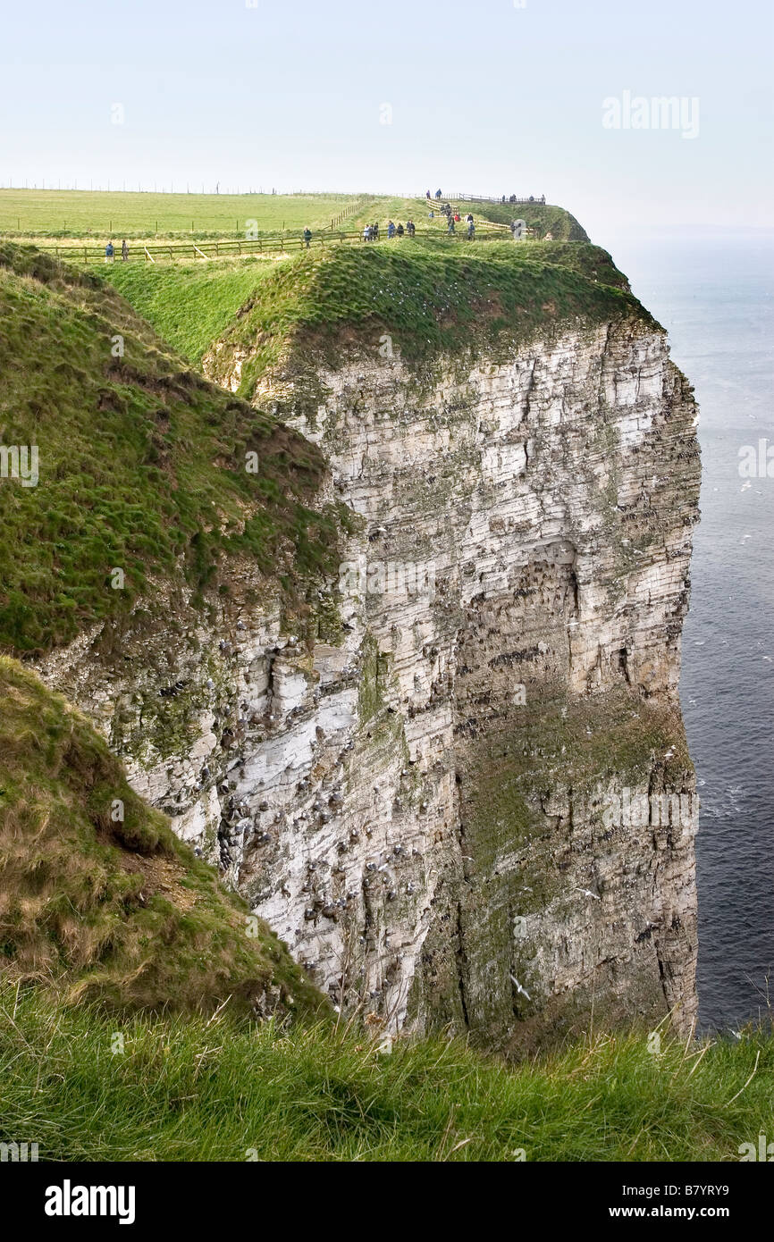 Bempton Cliffs, East Riding of Yorkshire Foto Stock