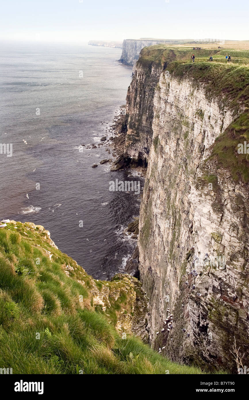 Bempton Cliffs, East Riding of Yorkshire Foto Stock