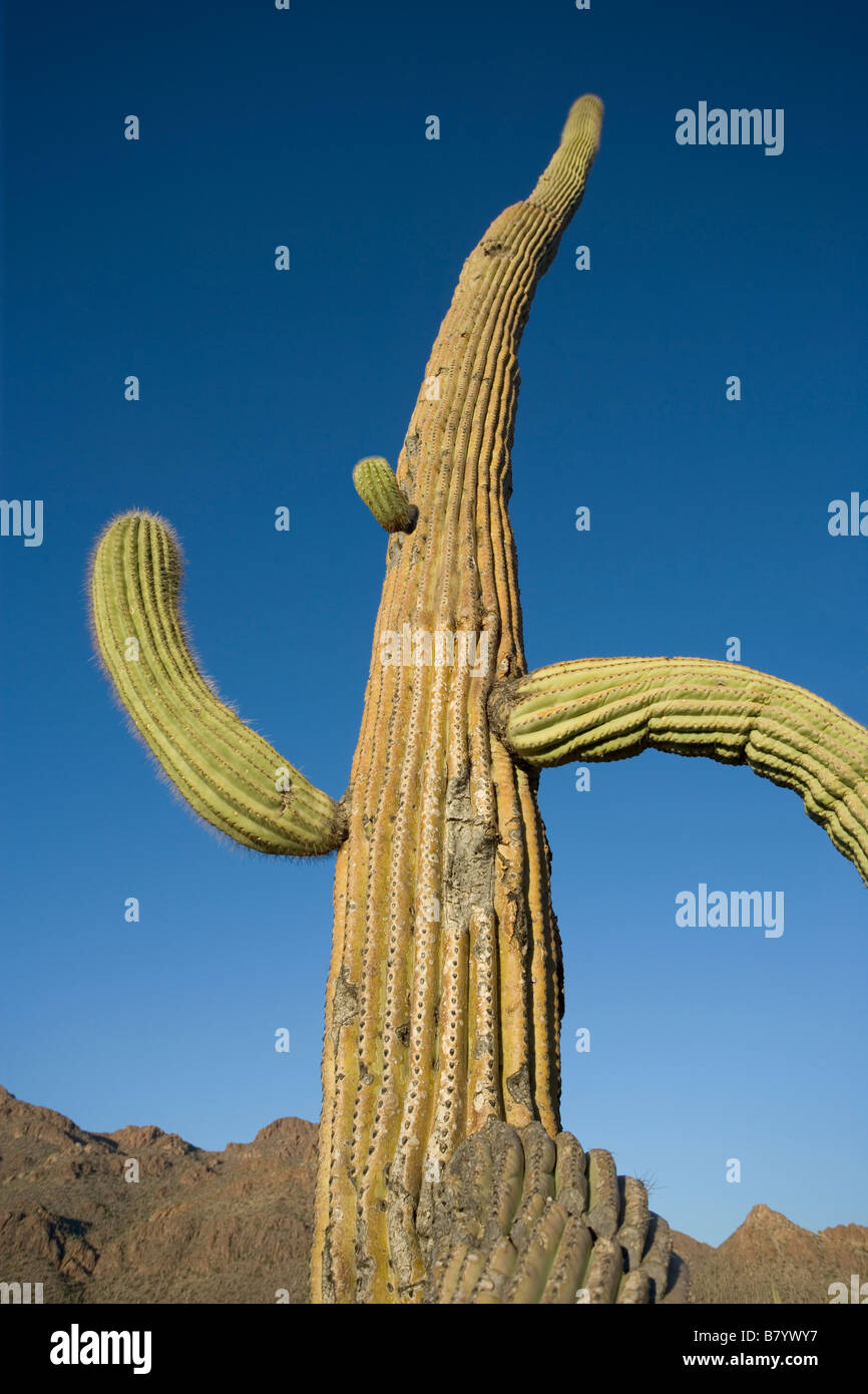 Un alto cactus Saguaro con bracci curvi sembra sia in esecuzione Foto Stock
