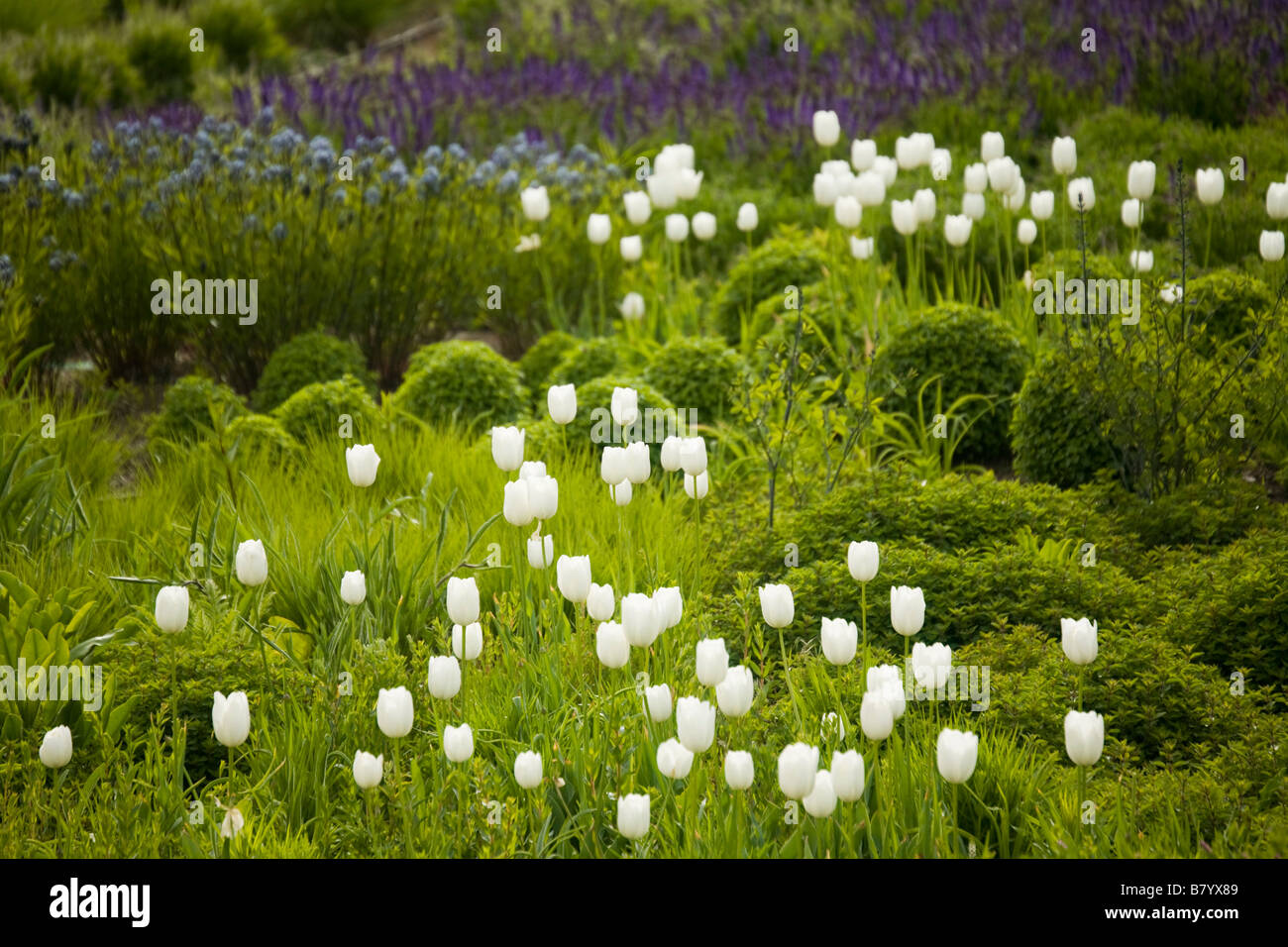 ILLINOIS Chicago molla nativi fiori selvaggi e tulipani fiore in giardino Lurie nel Millennium Park Foto Stock
