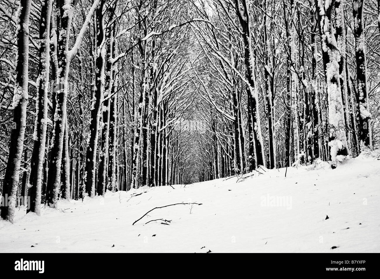 Alberi della neve Foto Stock