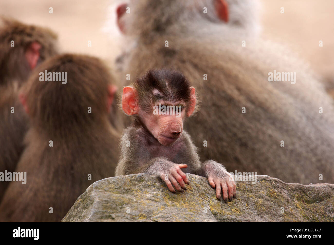 Baby arrampicata di babbuino su una roccia davanti a qualche adulto babbuini Foto Stock