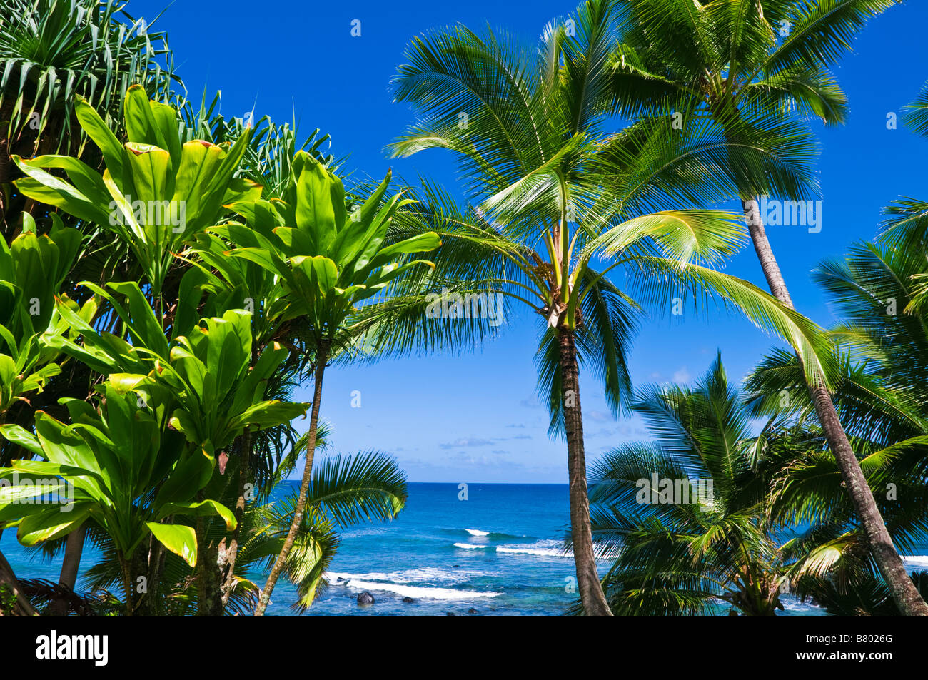 Palme da cocco e il blu delle acque del Pacifico da Hideaways spiaggia Isola di Kauai Hawaii Foto Stock