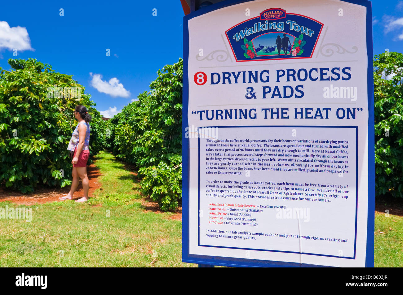 Segno interpretative e alberi di caffè a Kauai Coffee Company Isola di Kauai Hawaii Foto Stock