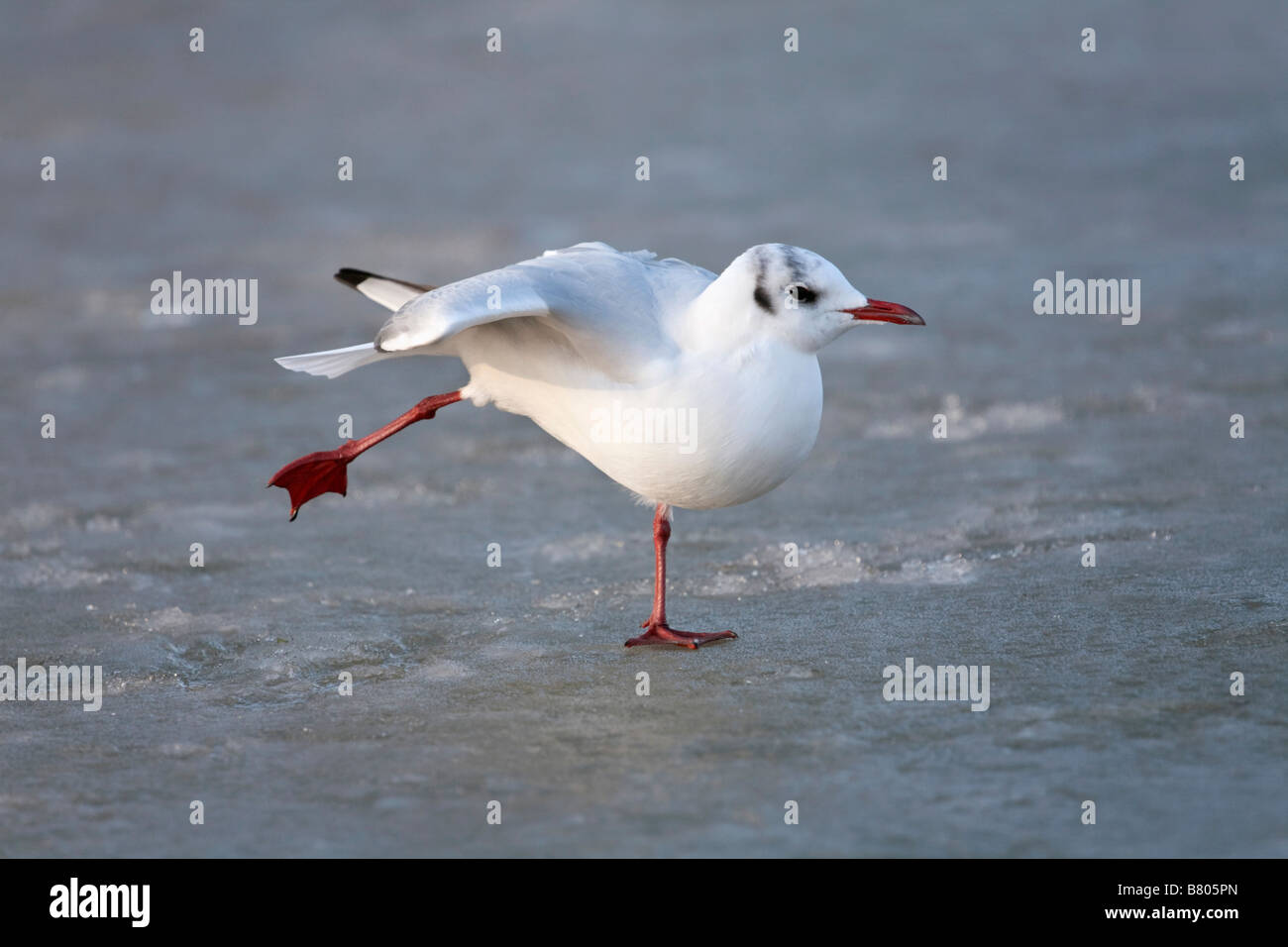 Testa nera gull Larus ridibundus su ghiaccio Foto Stock