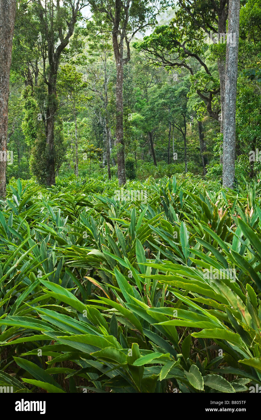 Cardamomplantations nelle foreste a sud di Munnar nello stato del Kerala India Foto Stock