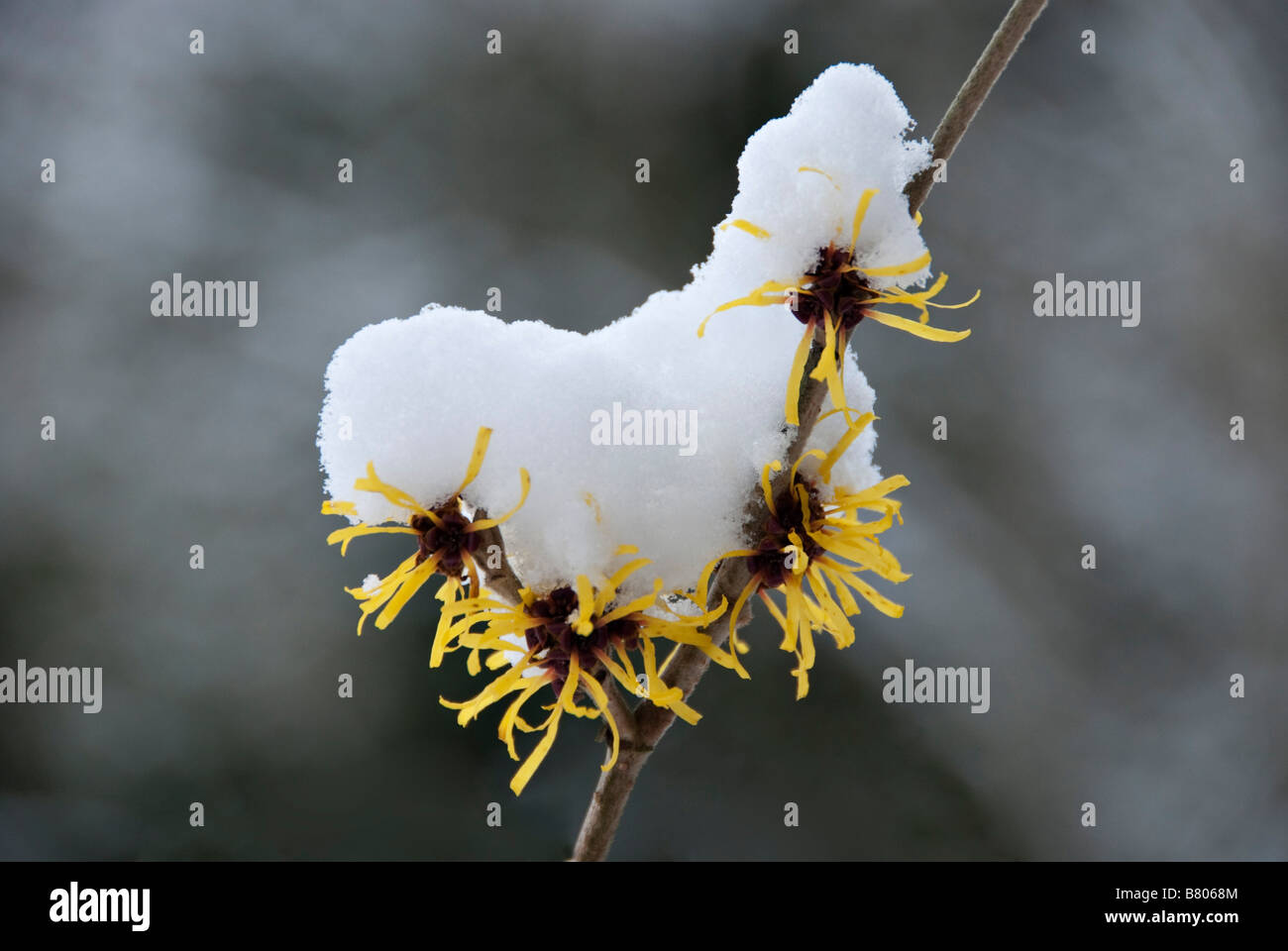 Fiori di strega-nocciolo sotto la neve in inverno, Regno Unito Foto Stock