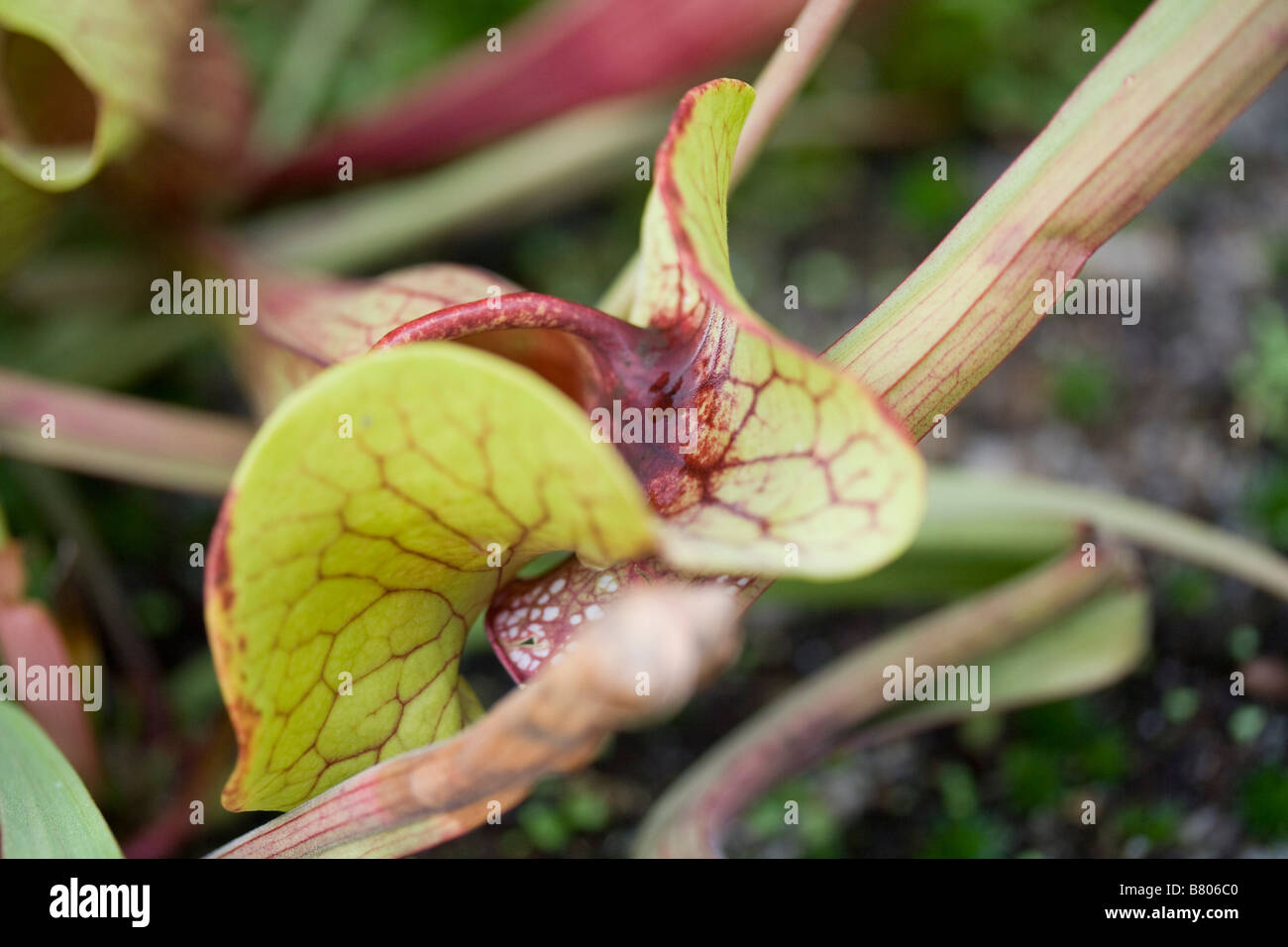 Sarracenia rubra Foto Stock