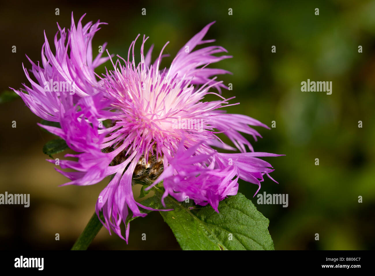 Rosa centaurea dealbata Fiordaliso, un ardito perenne Foto Stock
