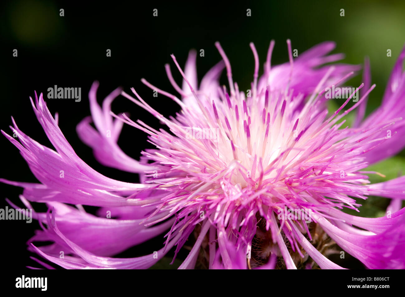 Rosa centaurea dealbata Fiordaliso, un ardito perenne Foto Stock
