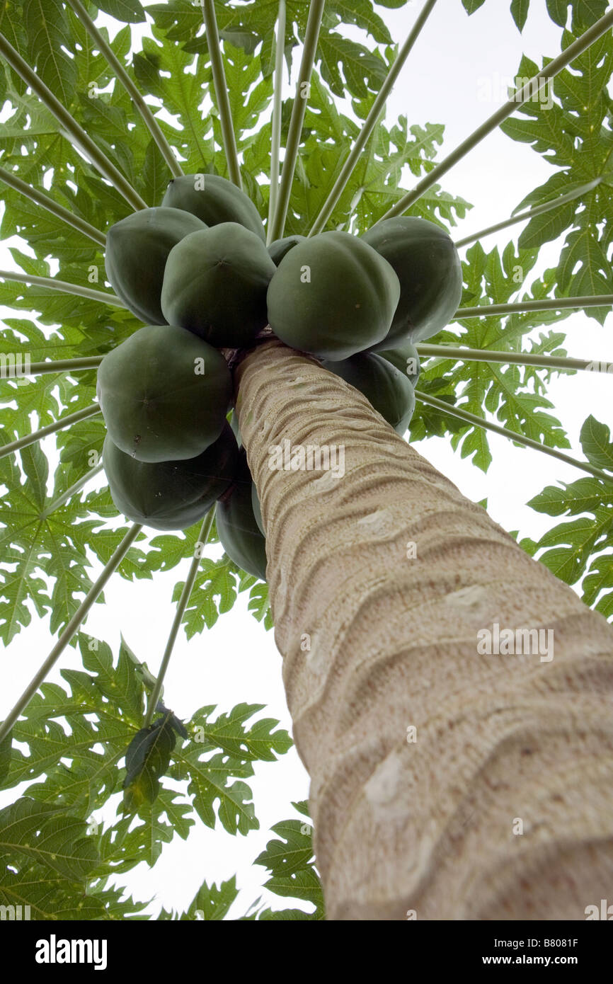 Vista dal terreno cercando il tronco di un albero di papaia che mostra i frutti, i rami e le foglie usando un punto di vista prospettica Foto Stock