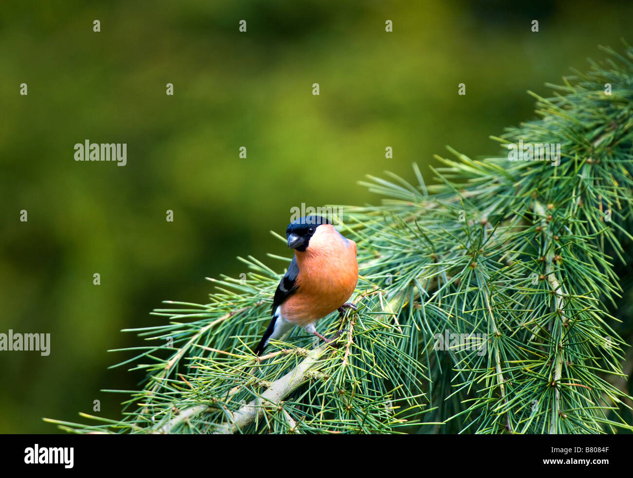 Bullfinch - Pyrrhula pyrrhula Foto Stock
