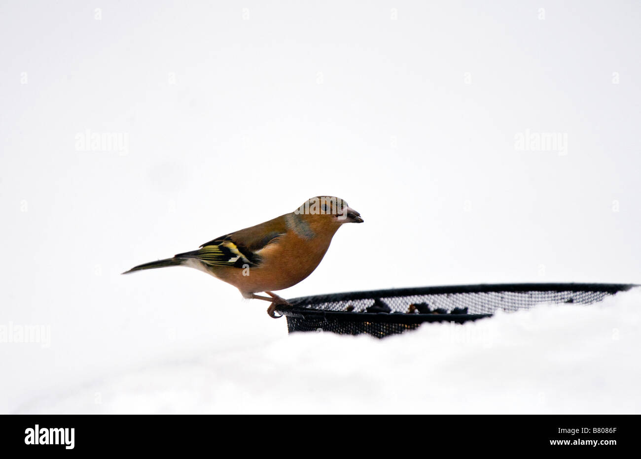 Fringuello a Bird Feeder in Snow - Fringilla coelebs Foto Stock