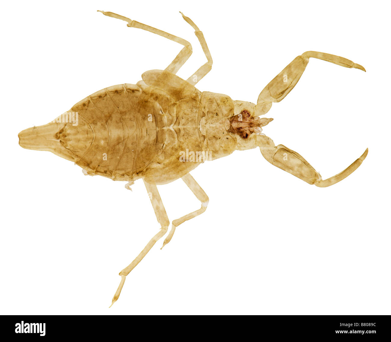 Waterscorpion (Nepa sp.) Ninfa su sfondo bianco. Foto Stock