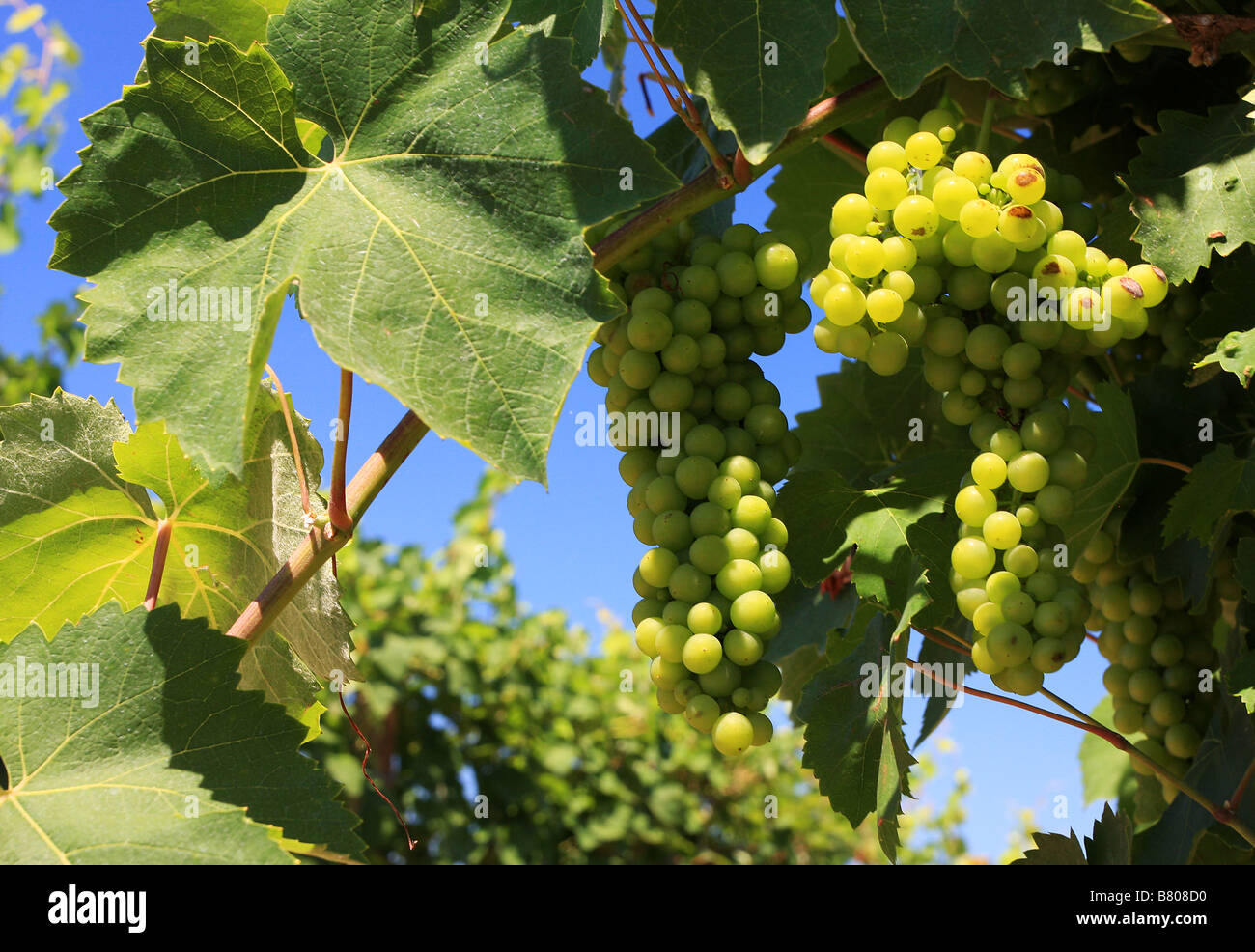 Uva verde su un vitigno colpo da sotto Foto Stock