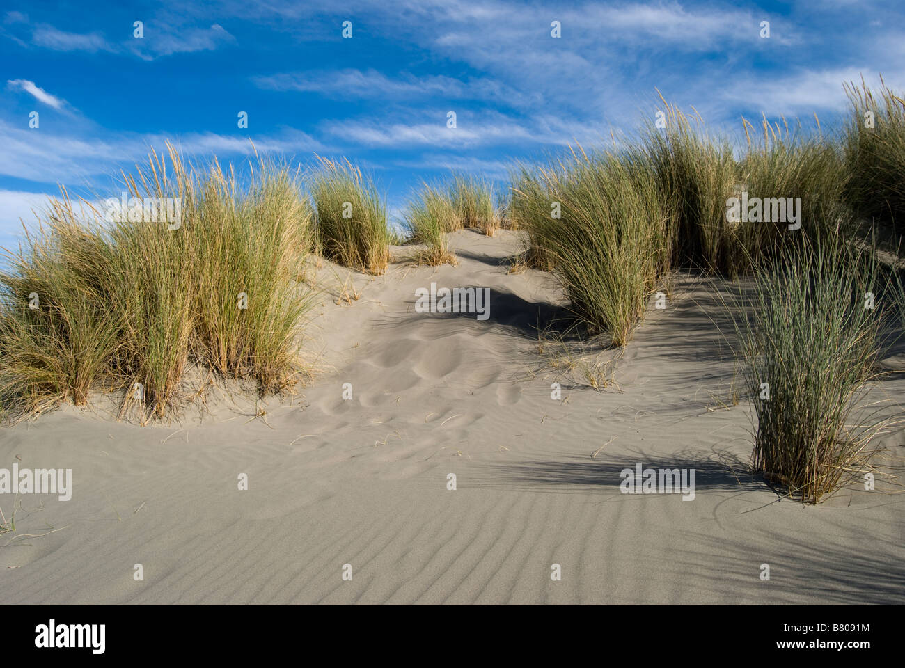 Le dune di sabbia, Woodend Beach, Woodend, Distretto di Waimakariri, Canterbury, Nuova Zelanda Foto Stock