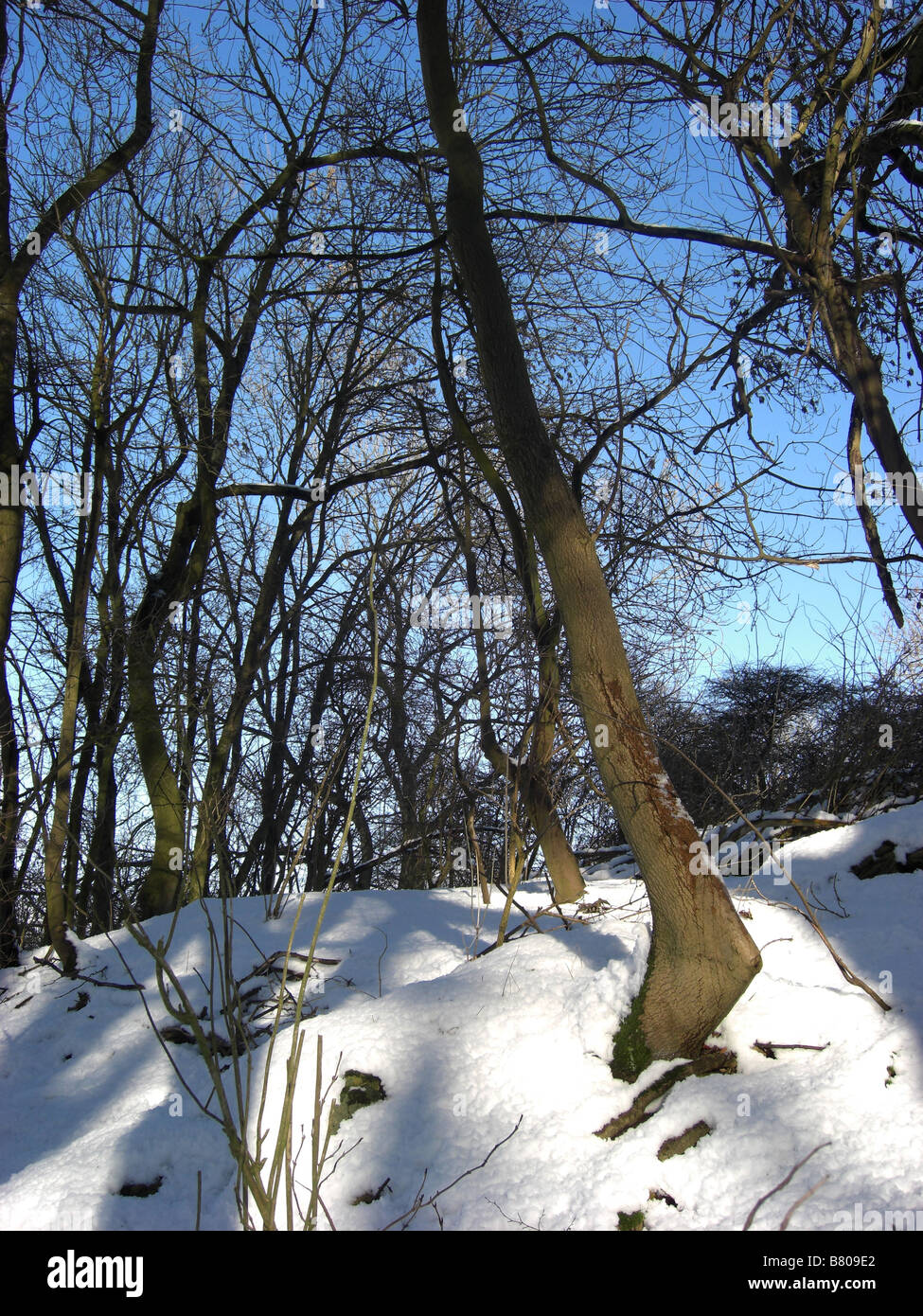 Piegate tronco di albero e neve Foto Stock