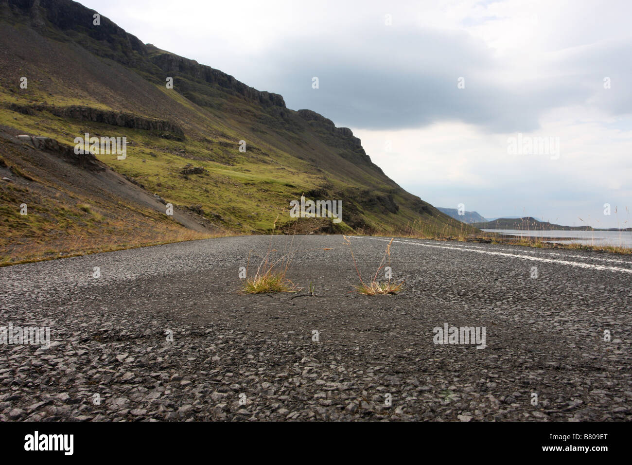Cannucce crescono fuori di una strada asfaltata in mezzo al nulla Foto Stock