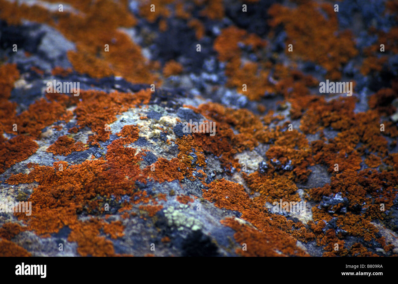 Lichene arancione ghiacciaio Ultar Karakoram Mountain Range Hunza aree del Nord del Pakistan Foto Stock