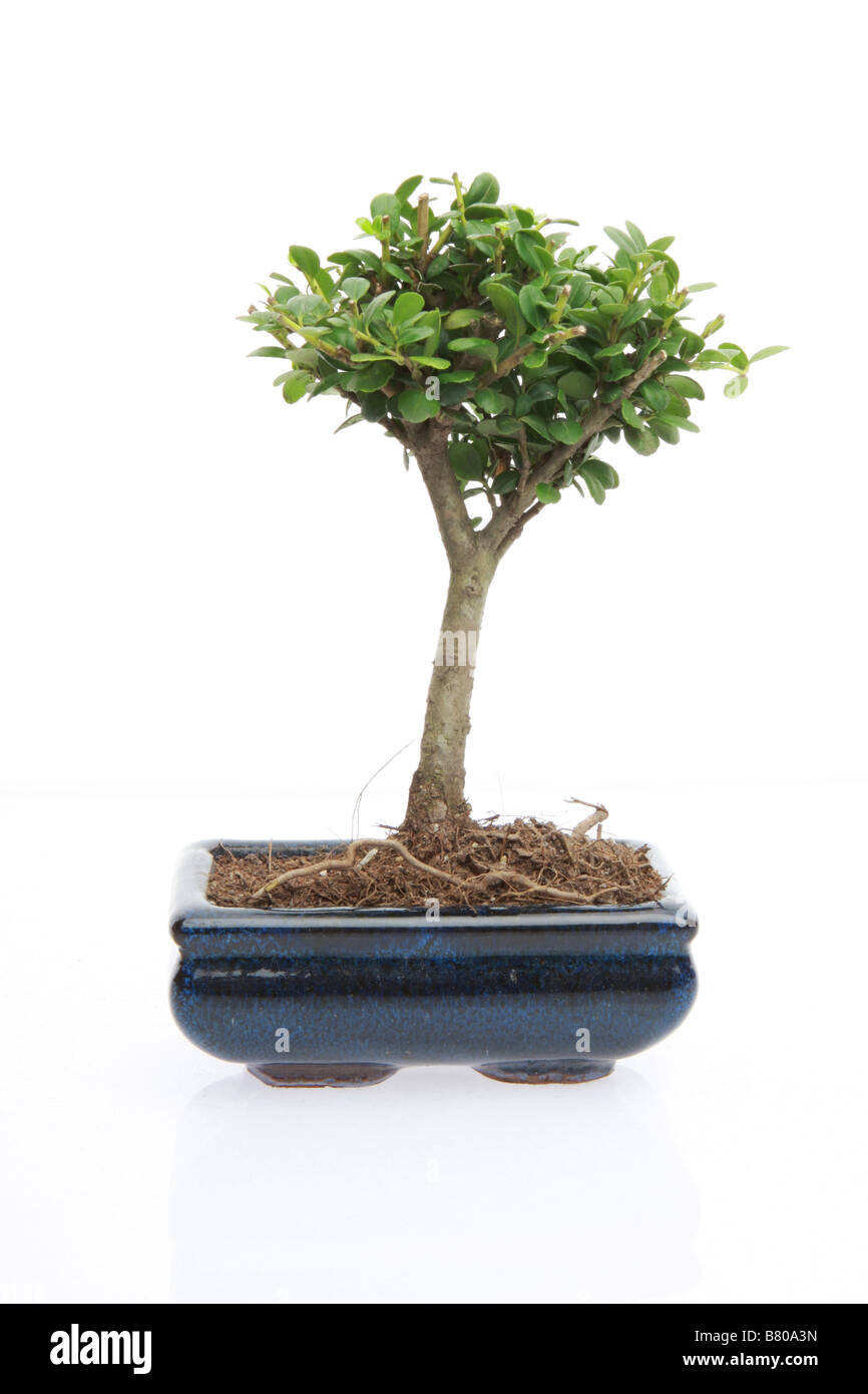Un piccolo bonsai giapponese albero in vaso isolato su bianco con spazio di copia Foto Stock