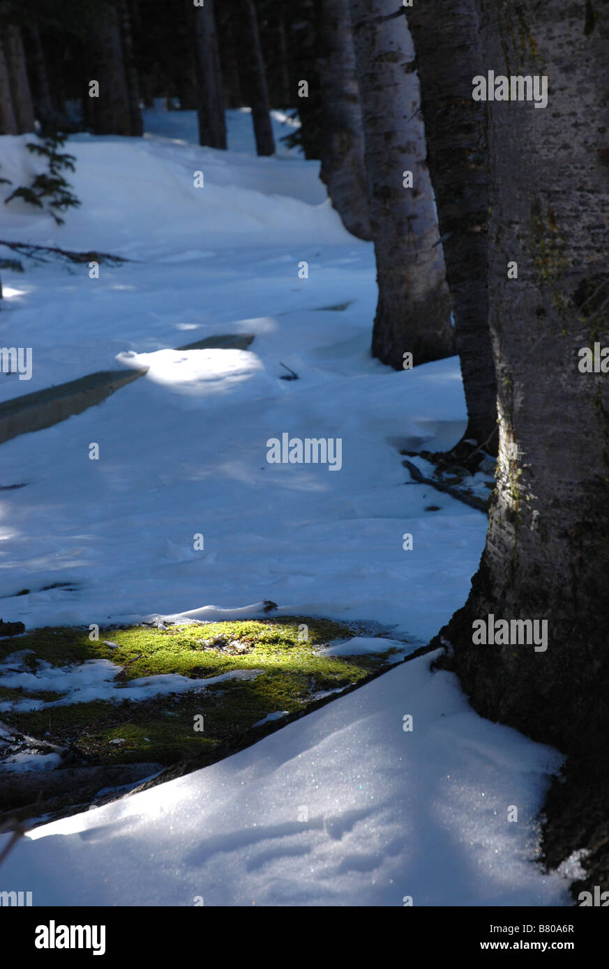 Un patch di nuova molla moss in mezzo alla neve. Foto Stock